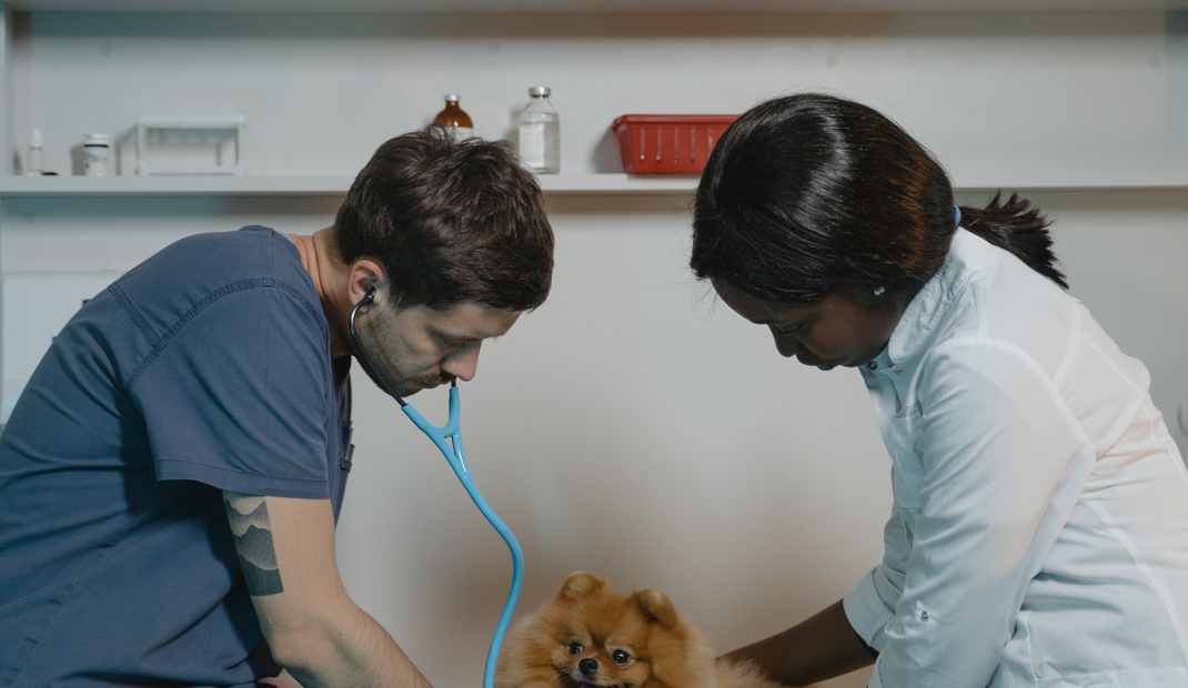 Herriot Veterinary Physiotherapy