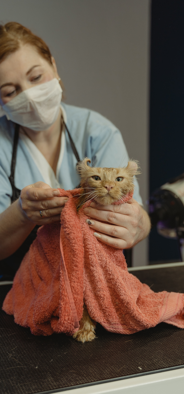 Herriot Veterinary Physiotherapy