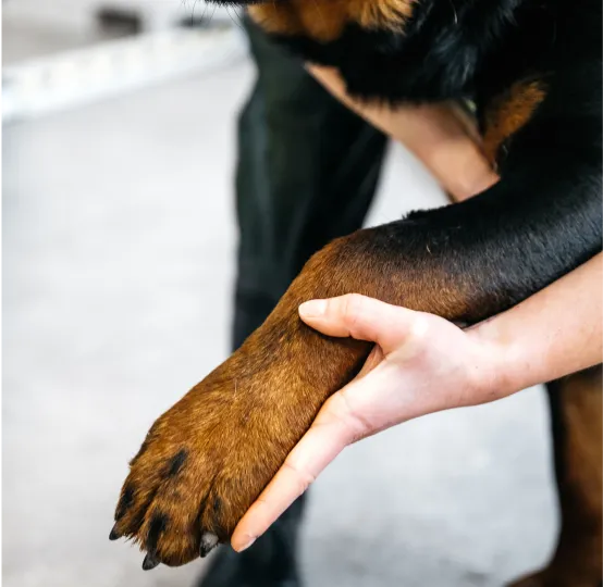 Herriot Veterinary Physiotherapy