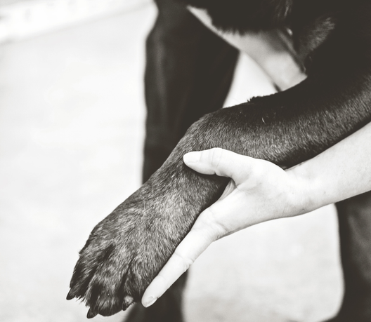 Herriot Veterinary Physiotherapy