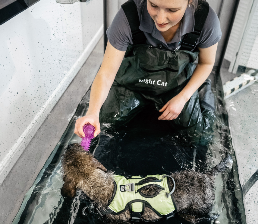 Herriot Veterinary Physiotherapy 