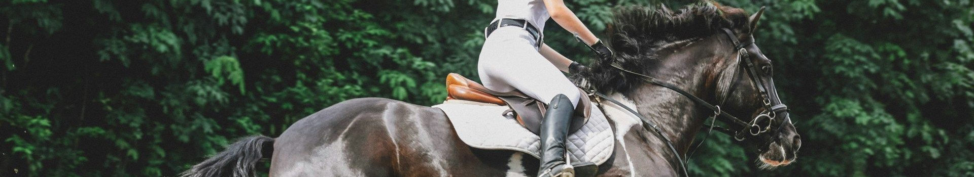 Herriot Veterinary Physiotherapy 