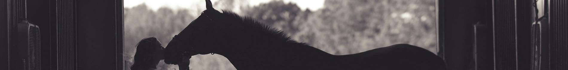 Herriot Veterinary Physiotherapy