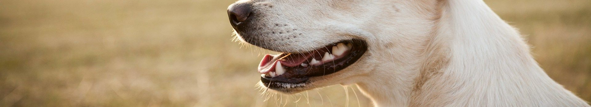 Herriot Veterinary Physiotherapy