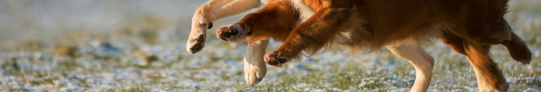 Herriot Veterinary Physiotherapy