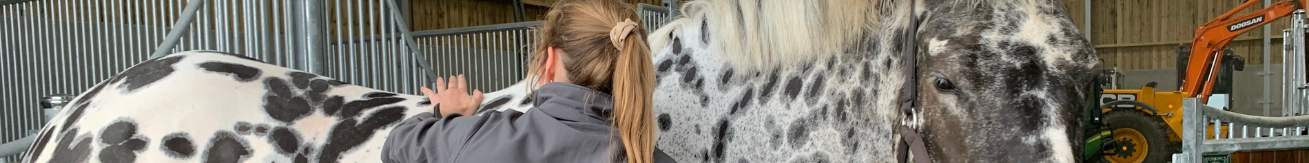 Herriot Veterinary Physiotherapy