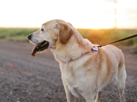 Herriot Veterinary Physiotherapy