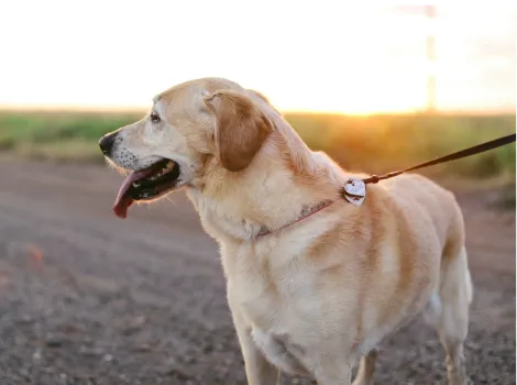 Herriot Veterinary Physiotherapy