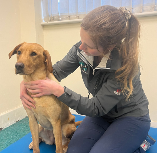 Herriot Veterinary Physiotherapy 