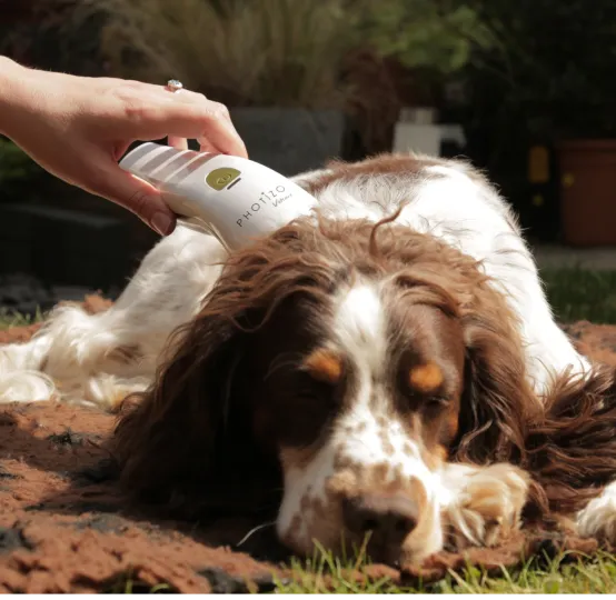 Herriot Veterinary Physiotherapy